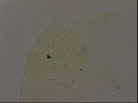 Echiniscus becki image