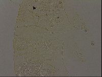 Echiniscus becki image