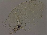 Echiniscus becki image