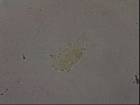 Echiniscus becki image