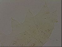 Echiniscus becki image