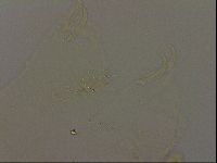 Echiniscus becki image
