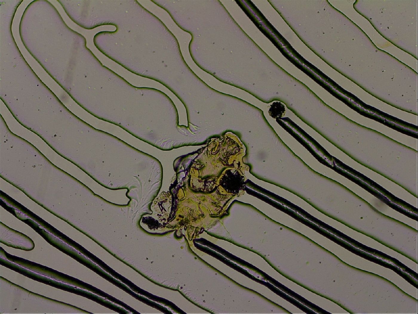 Echiniscus becki image
