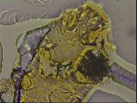 Echiniscus becki image