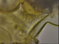 Echiniscus becki image