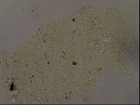 Echiniscus becki image
