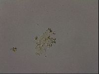 Echiniscus becki image