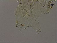 Echiniscus becki image