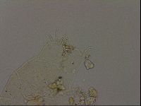 Echiniscus becki image
