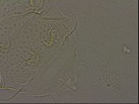 Echiniscus bigranulatus image