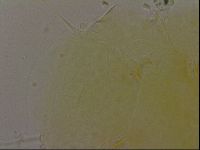 Echiniscus bigranulatus image