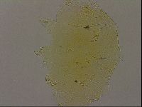Echiniscus bigranulatus image