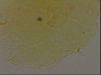 Echiniscus bigranulatus image