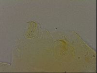 Echiniscus bigranulatus image