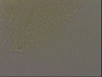 Echiniscus bigranulatus image