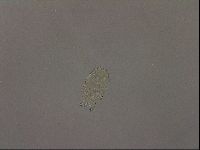 Echiniscus bigranulatus image