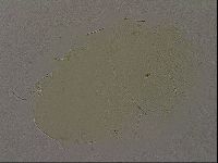 Echiniscus bigranulatus image
