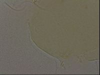 Echiniscus bigranulatus image