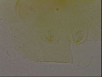Echiniscus bigranulatus image