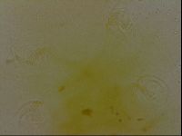 Echiniscus bigranulatus image