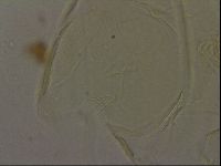Echiniscus bigranulatus image