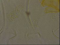 Echiniscus bigranulatus image