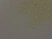 Echiniscus bigranulatus image