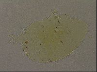 Echiniscus bigranulatus image