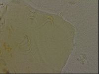 Echiniscus bigranulatus image