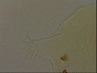 Echiniscus bigranulatus image