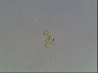 Echiniscus bigranulatus image