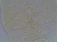 Echiniscus bigranulatus image