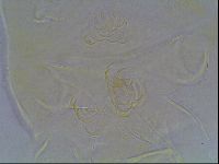 Echiniscus bigranulatus image