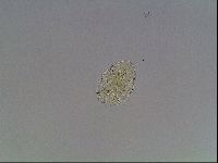 Echiniscus bigranulatus image