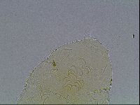Echiniscus bigranulatus image
