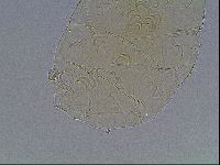 Echiniscus bigranulatus image