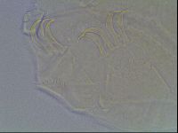 Echiniscus bigranulatus image