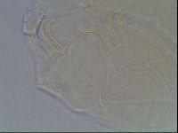 Echiniscus bigranulatus image
