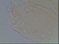 Echiniscus bigranulatus image