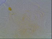 Echiniscus bigranulatus image