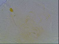 Echiniscus bigranulatus image