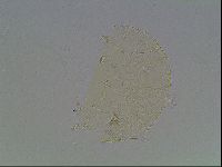 Echiniscus bigranulatus image
