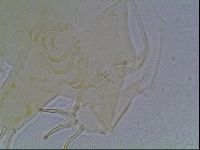 Echiniscus bigranulatus image
