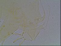 Echiniscus bigranulatus image