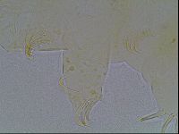 Echiniscus bigranulatus image