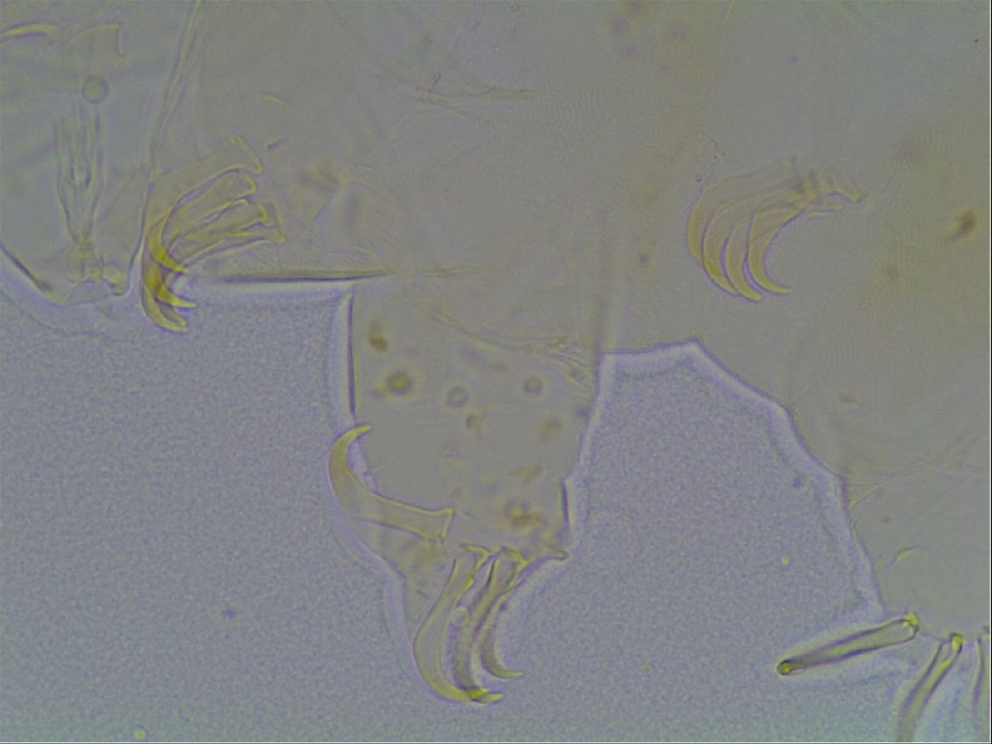 Echiniscus bigranulatus image