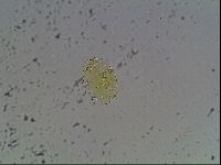 Echiniscus bigranulatus image