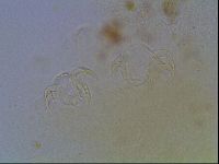 Echiniscus bigranulatus image