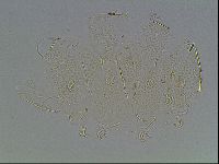 Echiniscus bigranulatus image