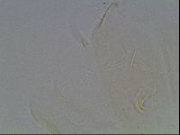Echiniscus bigranulatus image